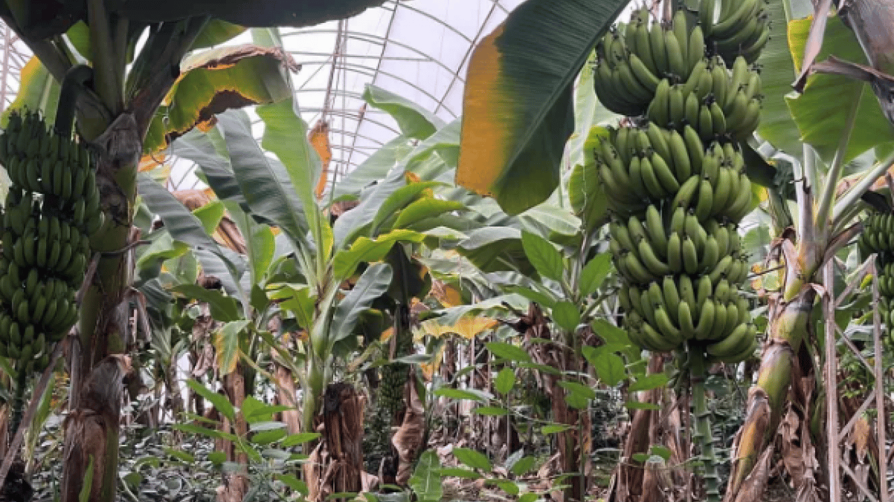 Foto - Antalya’dan dünya pazarına! Kilogram fiyatı üreticiyi sevindirdi