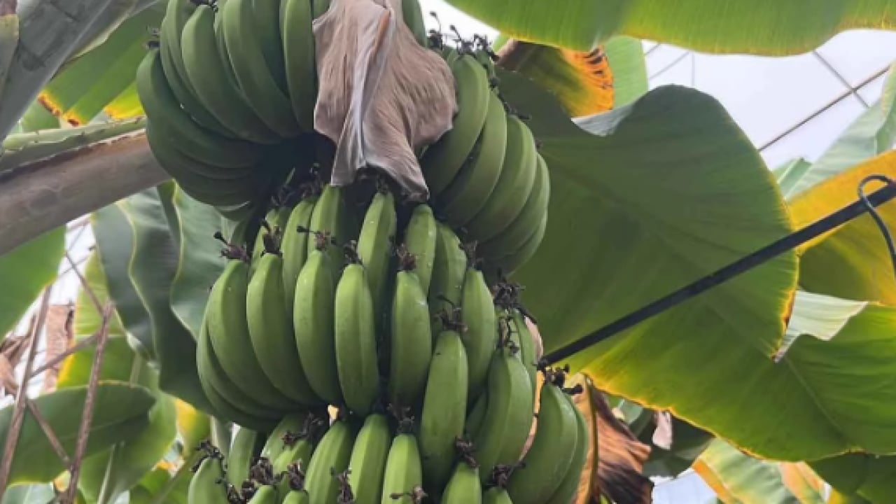 Foto - Antalya’dan dünya pazarına! Kilogram fiyatı üreticiyi sevindirdi