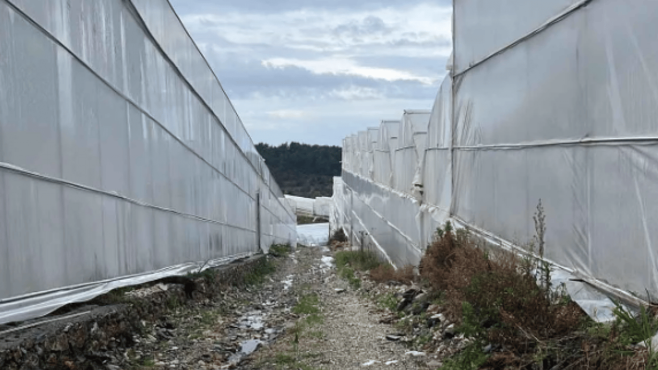 Foto - Antalya’dan dünya pazarına! Kilogram fiyatı üreticiyi sevindirdi