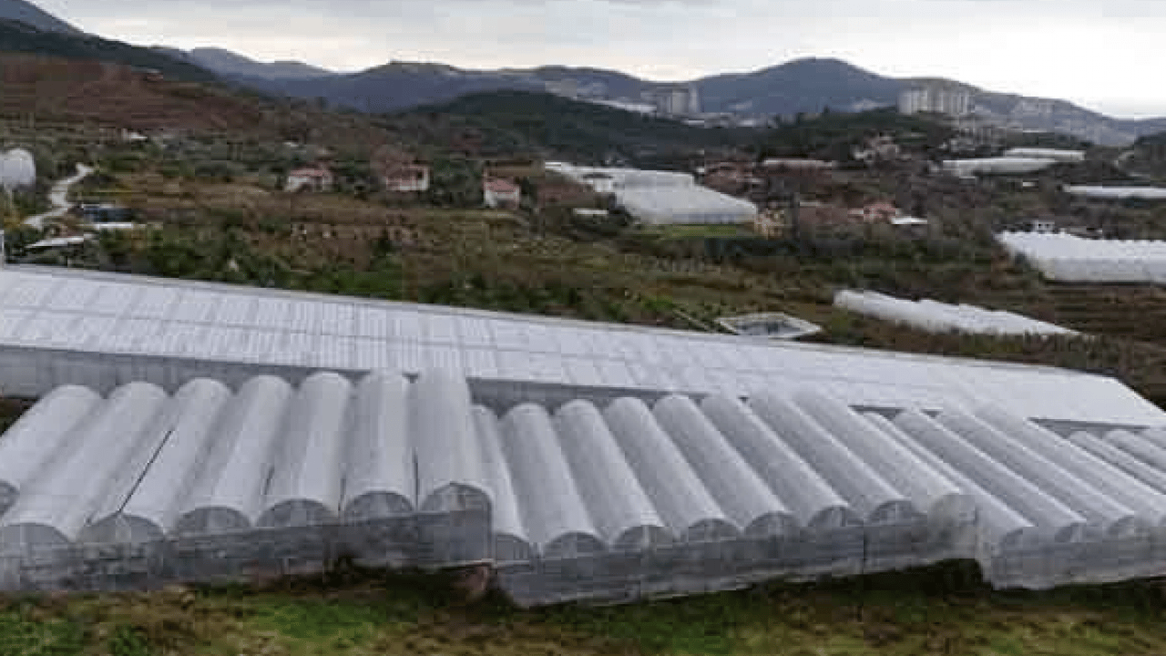 Foto - Antalya’dan dünya pazarına! Kilogram fiyatı üreticiyi sevindirdi