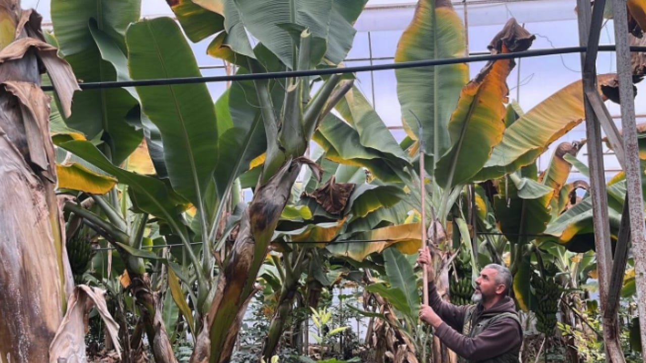 Antalya’dan dünya pazarına! Kilogram fiyatı üreticiyi sevindirdi