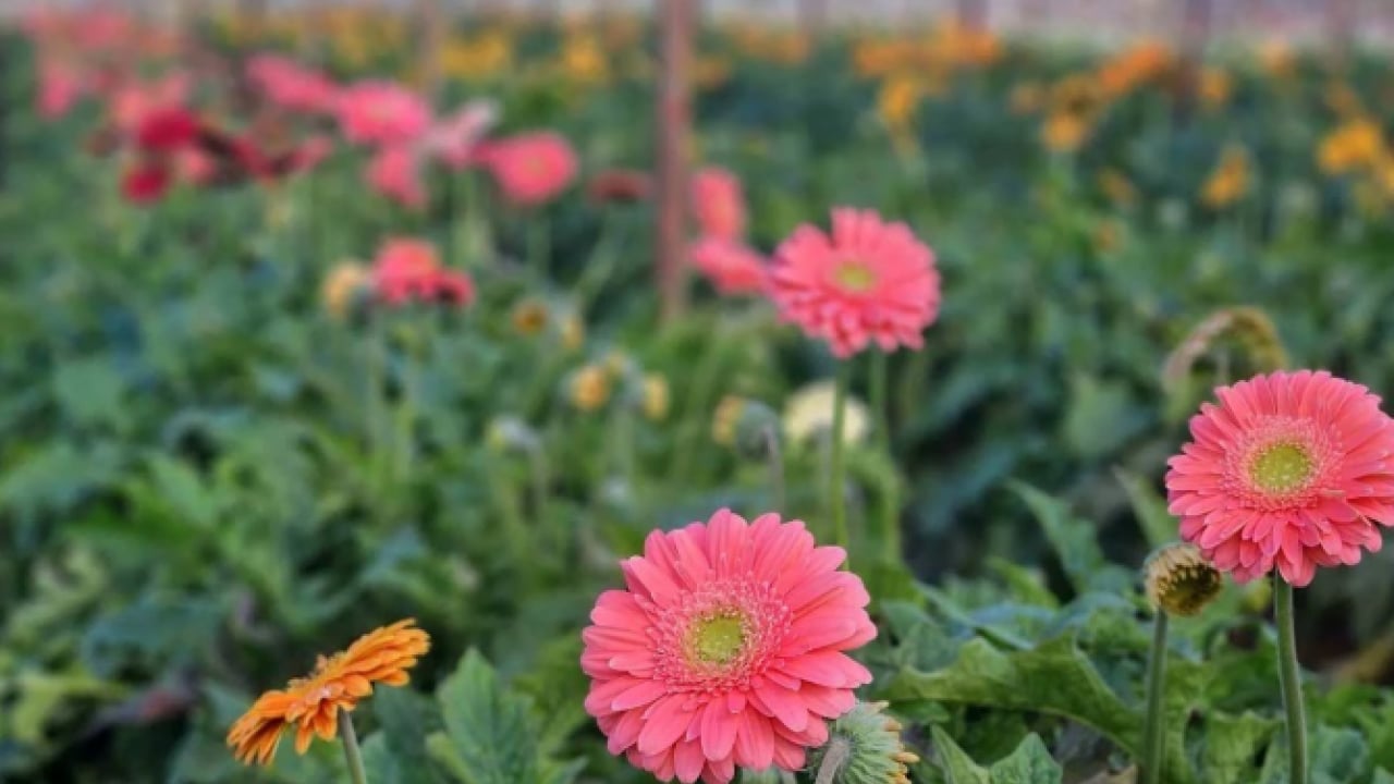 Foto - Antalya’dan dünyaya! İhracat rekoru kırıldı