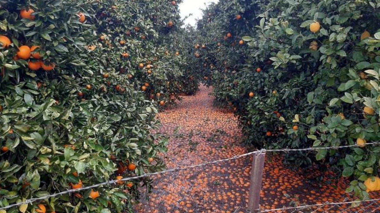 Foto - Antalya'yı hortum vurdu! Seralar bakın ne hale geldi