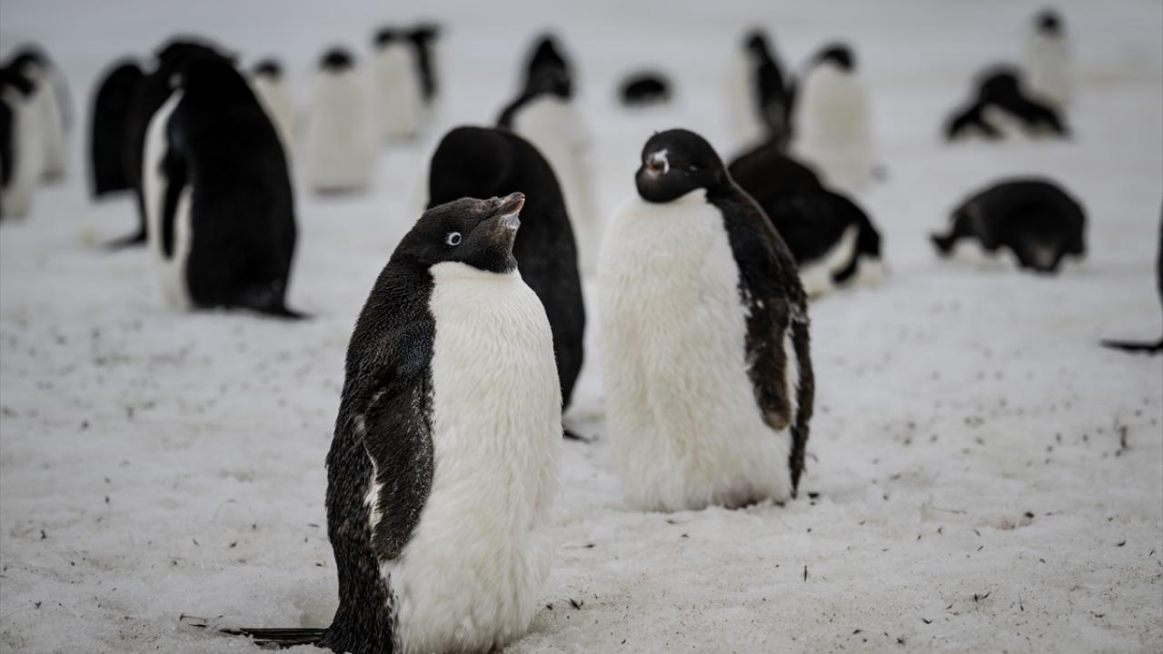 Foto - Antarktika’da bulunan Türk bilim insanları izlenimlerini anlattılar