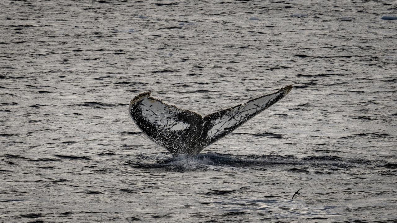 Foto - Antarktika’da bulunan Türk bilim insanları izlenimlerini anlattılar