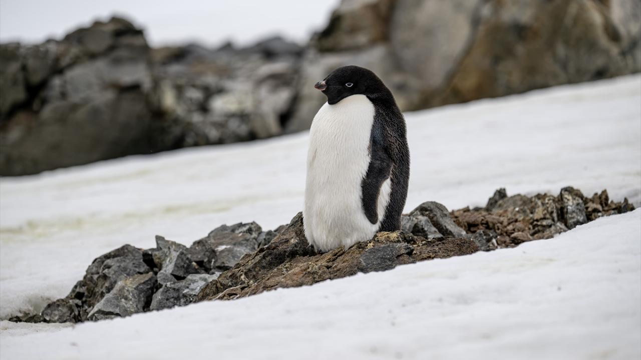 Foto - Antarktika’da bulunan Türk bilim insanları izlenimlerini anlattılar