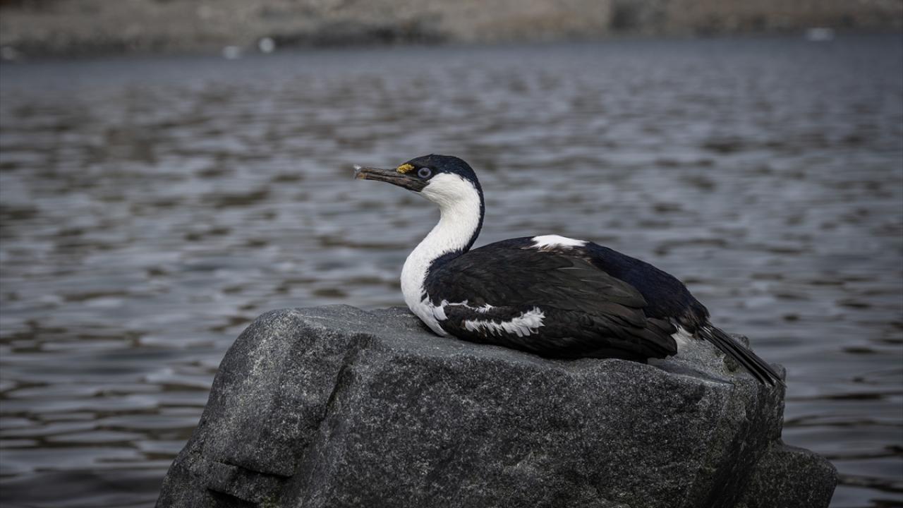 Foto - Antarktika’da bulunan Türk bilim insanları izlenimlerini anlattılar