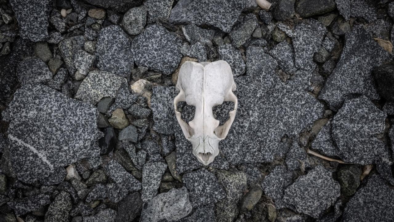 Foto - Antarktika’da bulunan Türk bilim insanları izlenimlerini anlattılar