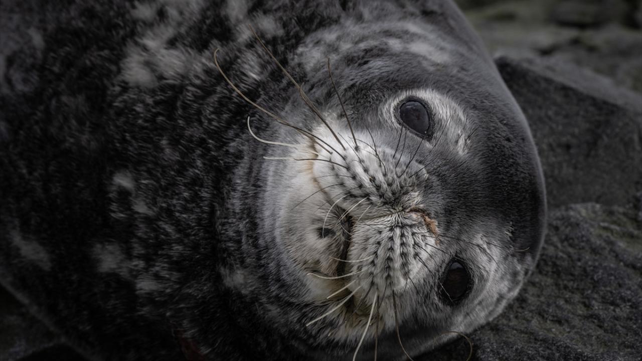 Foto - Antarktika’da bulunan Türk bilim insanları izlenimlerini anlattılar