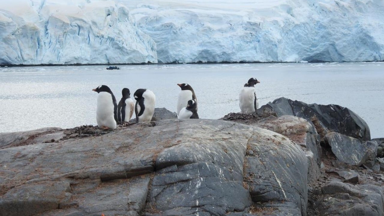 Foto - Antarktika’da Türk bayrağı açtı Güney Kutbu en küçük Türk ile tanıştı
