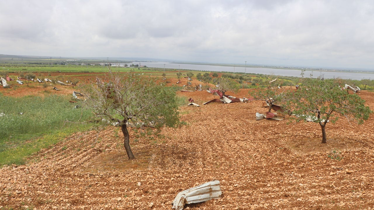 Antep fıstığı bahçelerinin son hali! ‘Var yılı’ sevinci dolu ve fırtınayla yarım kaldı