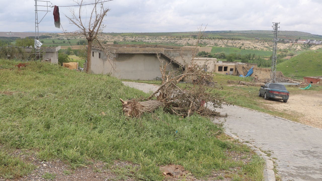 Foto - Antep fıstığı bahçelerinin son hali! ‘Var yılı’ sevinci dolu ve fırtınayla yarım kaldı