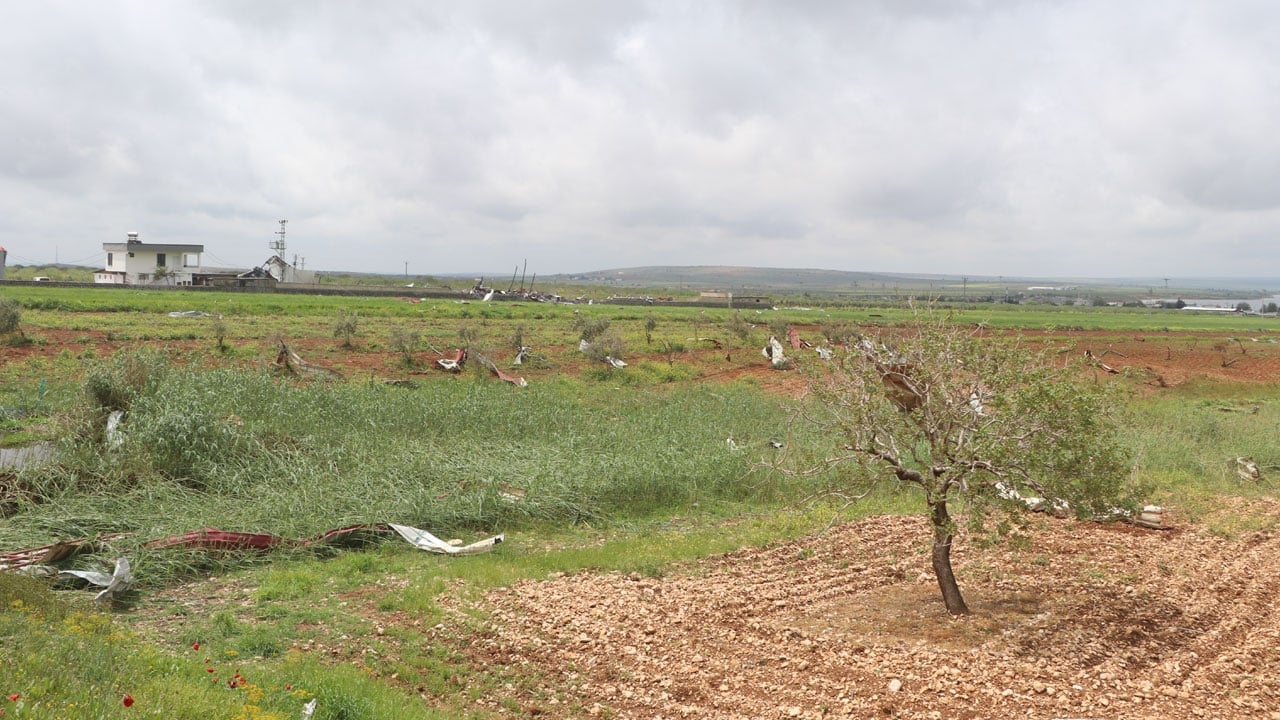 Foto - Antep fıstığı bahçelerinin son hali! ‘Var yılı’ sevinci dolu ve fırtınayla yarım kaldı