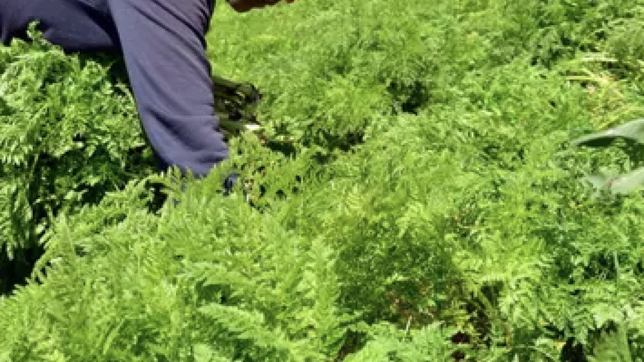 Foto - Kimse bunu bilmiyor! Antioksidan özellikleri bir hayli fazla şifa kaynağı...