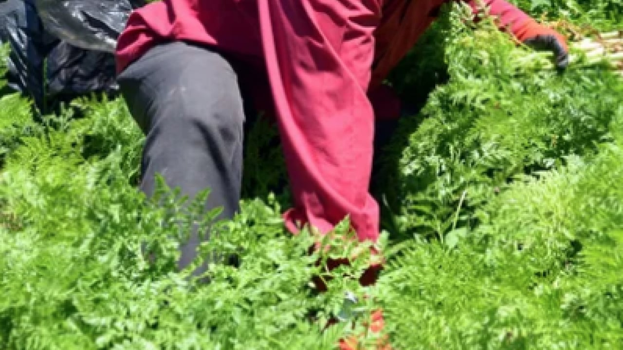 Foto - Kimse bunu bilmiyor! Antioksidan özellikleri bir hayli fazla şifa kaynağı...