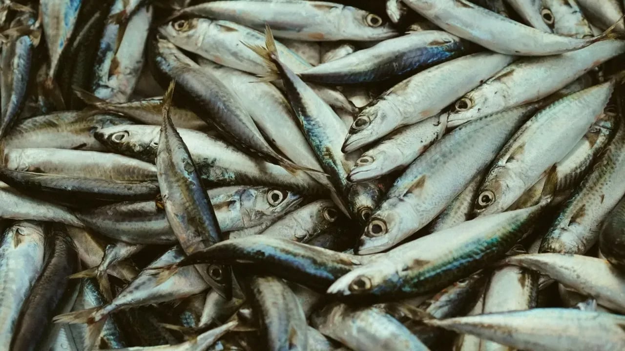 Foto - Aralık ayında hangi balık yenmeli? Ne zaman balık yenmeli! Bakın ilişkin yeni bilgiler ortaya çıktı
