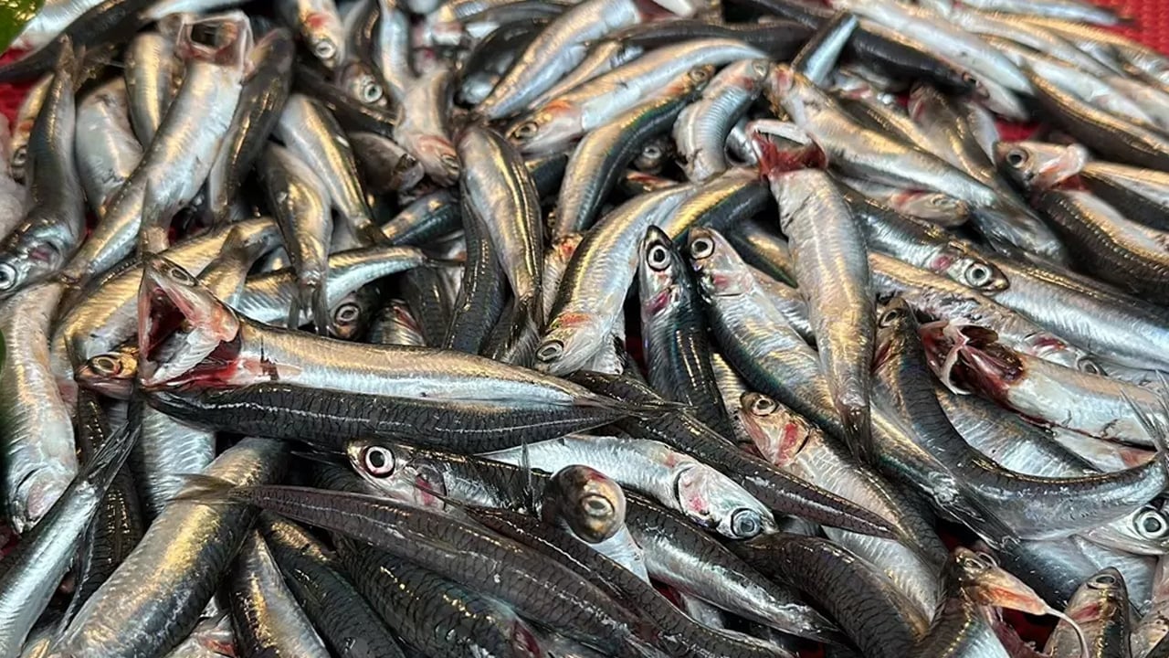 Foto - Aralık ayında hangi balık yenmeli? Ne zaman balık yenmeli! Bakın ilişkin yeni bilgiler ortaya çıktı