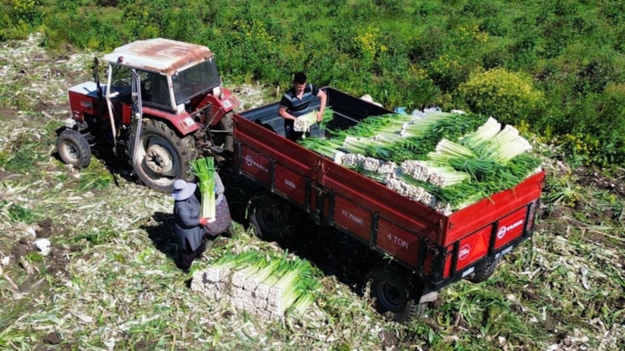Foto - Aralıktan beri hasat ediliyor ama hâlâ bitmedi! Kilosu 10 liradan Türkiye ve dünyaya kapış kapış satılıyor