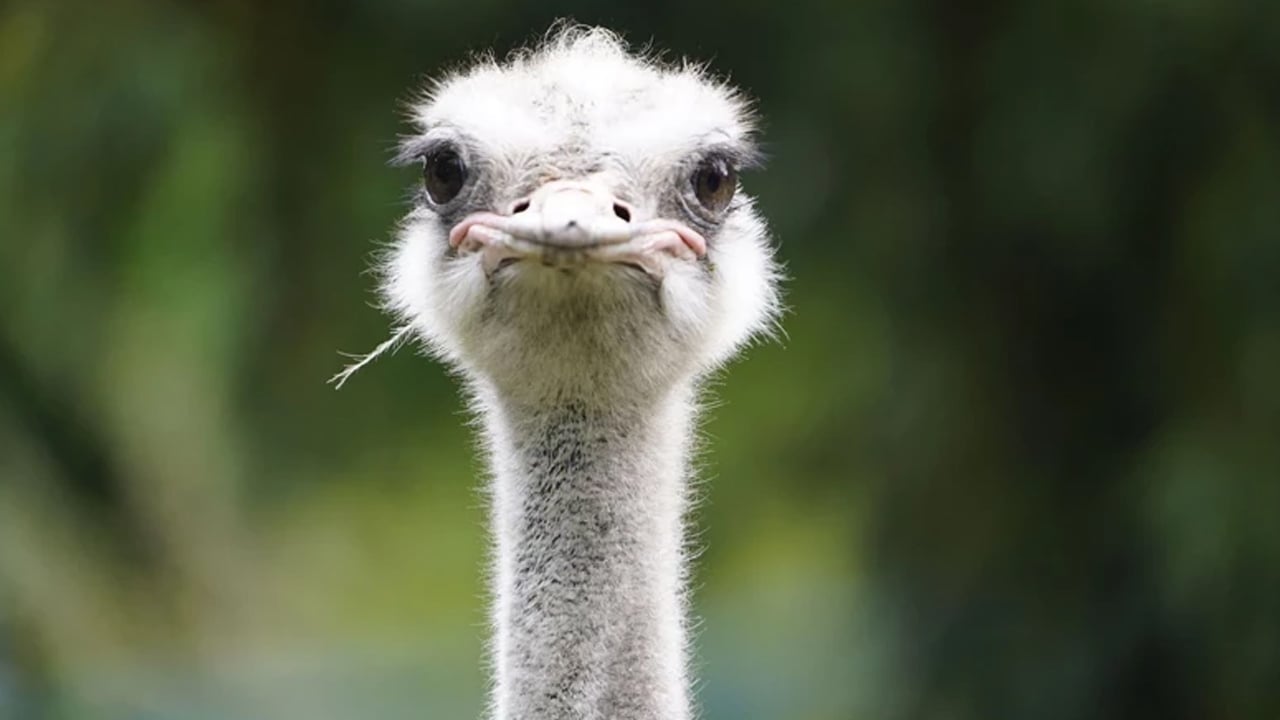 Arap ülkesinde 85 yıllık sessizlik bozuldu: Nesli tükenme tehlikesi altındaki dev ayak çöle geri dönüyor!