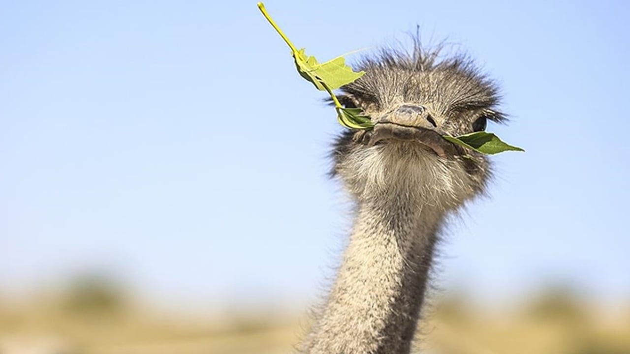 Foto - Arap ülkesinde 85 yıllık sessizlik bozuldu: Nesli tükenme tehlikesi altındaki dev ayak çöle geri dönüyor!