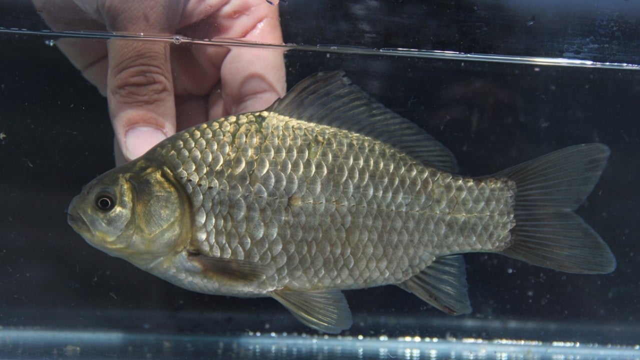Foto - Araştırma sonucu açıklandı: Türkiye'de her 3 tatlı su balığından biri tehlike altında