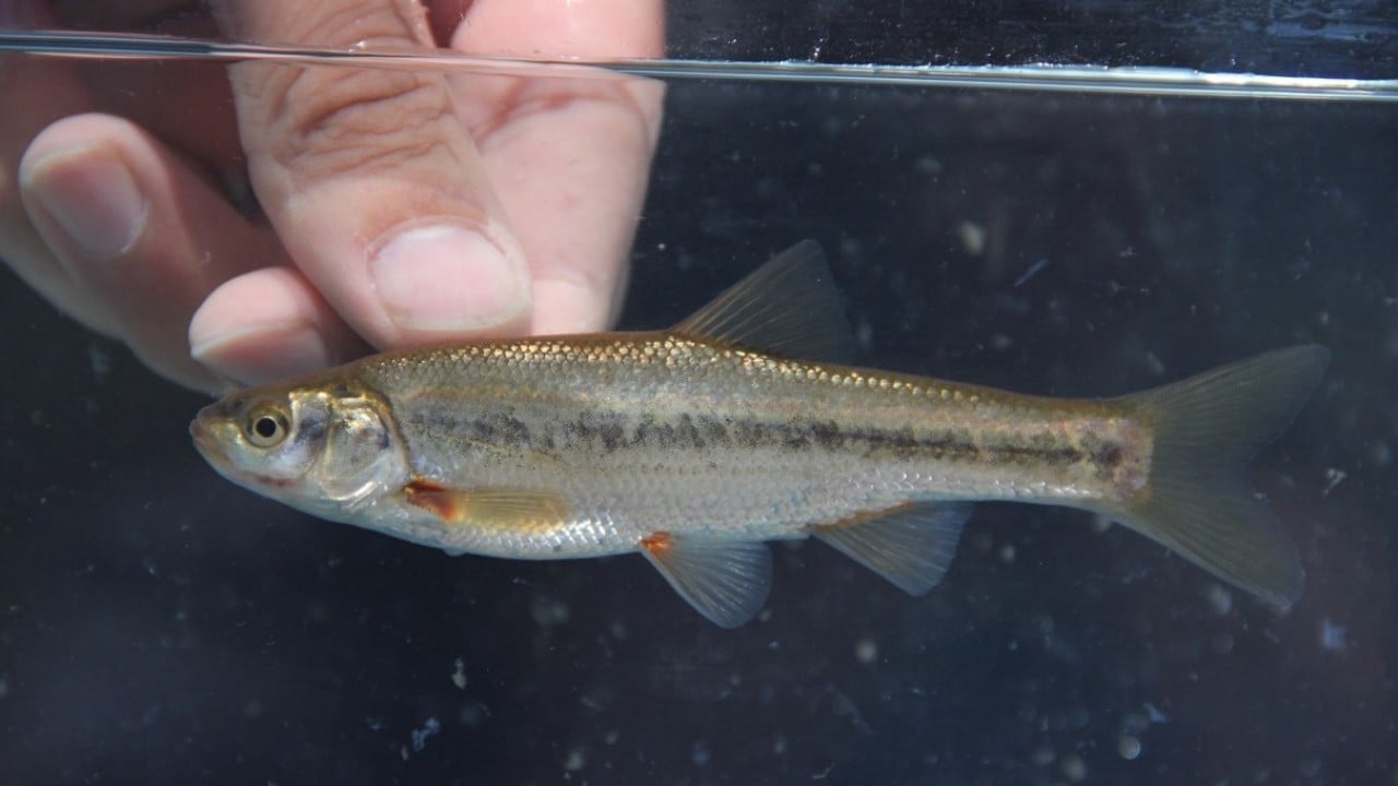 Foto - Araştırma sonucu açıklandı: Türkiye'de her 3 tatlı su balığından biri tehlike altında