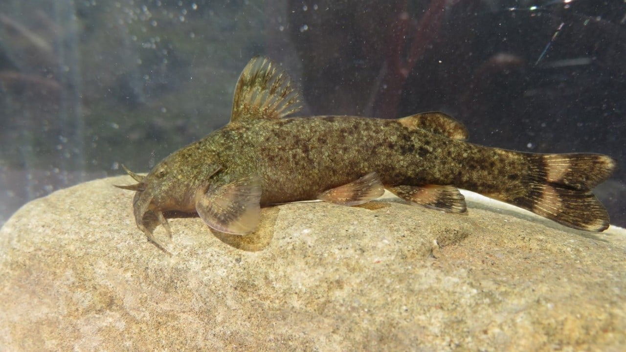 Foto - Araştırma sonucu açıklandı: Türkiye'de her 3 tatlı su balığından biri tehlike altında