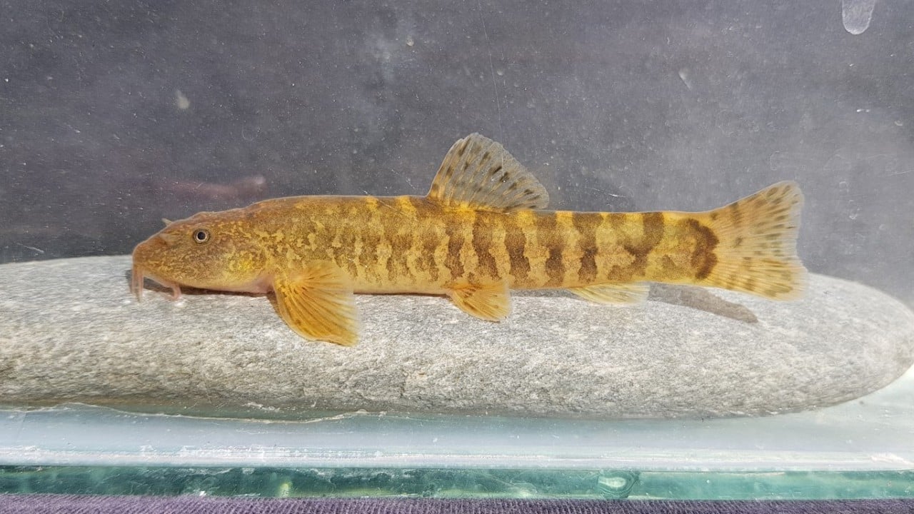 Foto - Araştırma sonucu açıklandı: Türkiye'de her 3 tatlı su balığından biri tehlike altında