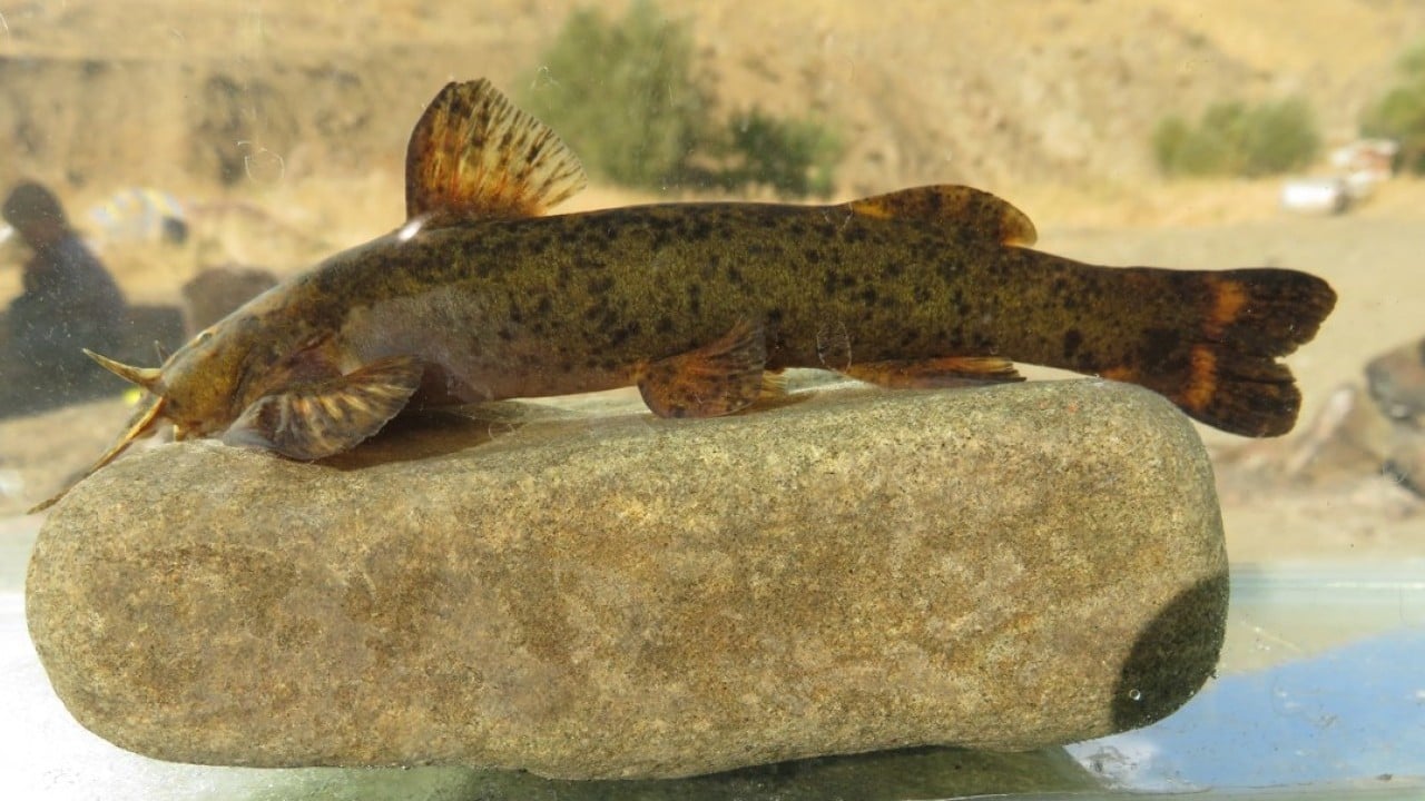 Foto - Araştırma sonucu açıklandı: Türkiye'de her 3 tatlı su balığından biri tehlike altında