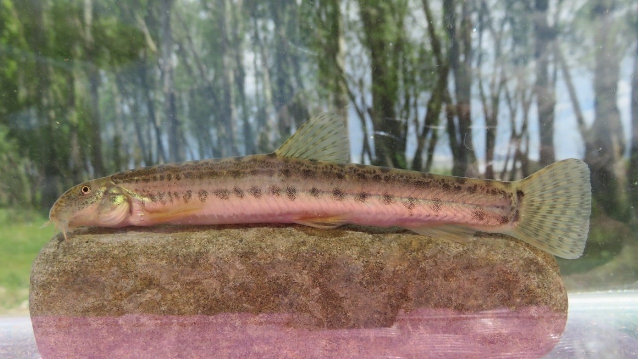 Foto - Araştırma sonucu açıklandı: Türkiye'de her 3 tatlı su balığından biri tehlike altında