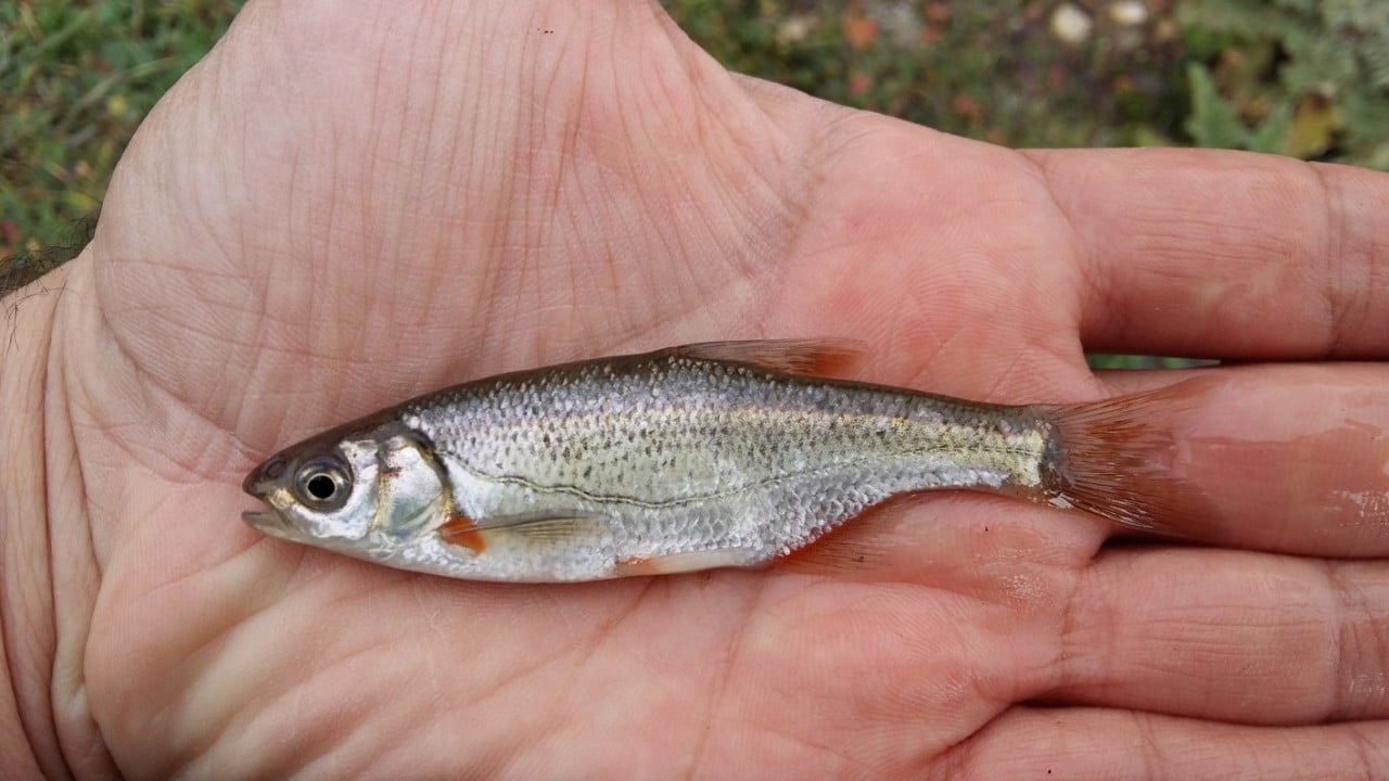Araştırma sonucu açıklandı: Türkiye'de her 3 tatlı su balığından biri tehlike altında