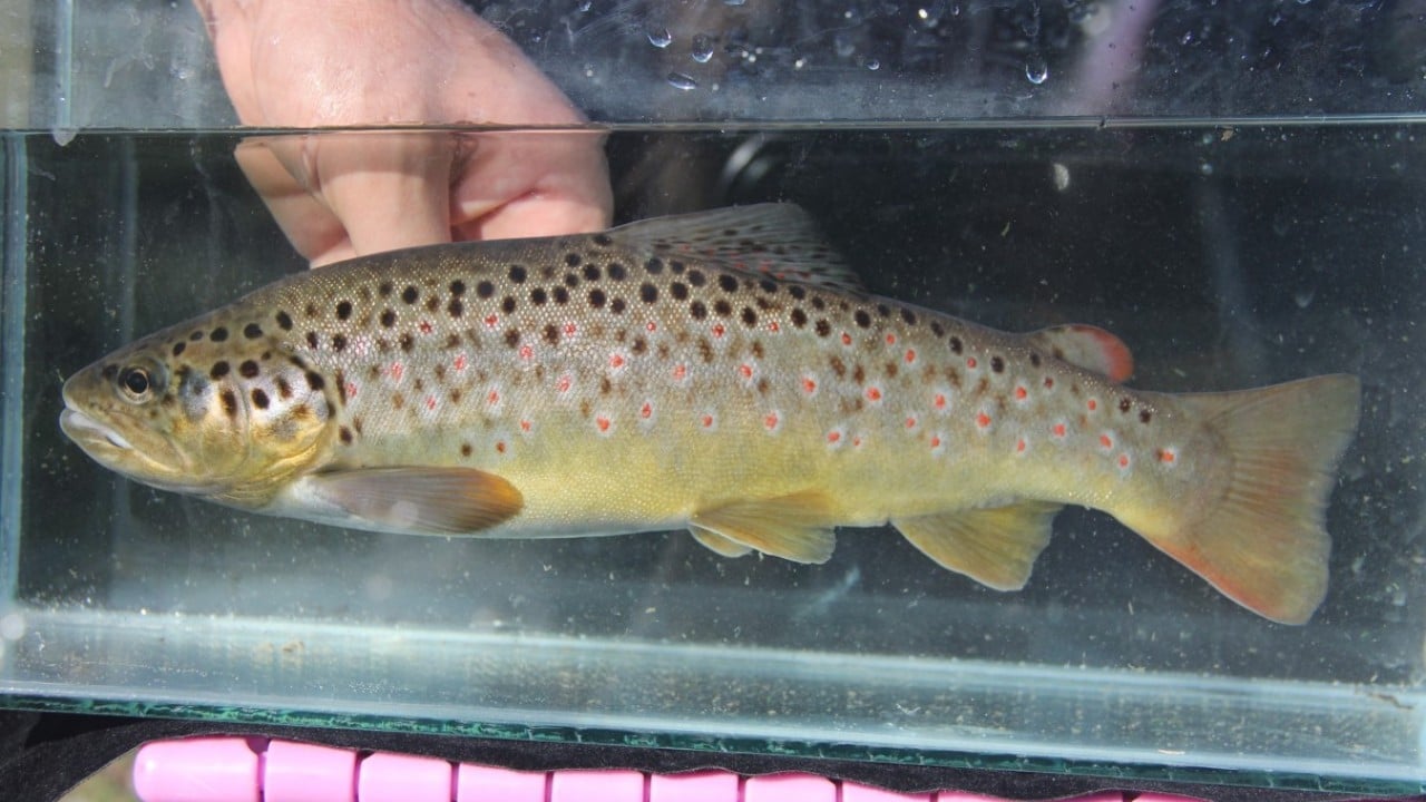 Foto - Araştırma sonucu açıklandı: Türkiye'de her 3 tatlı su balığından biri tehlike altında