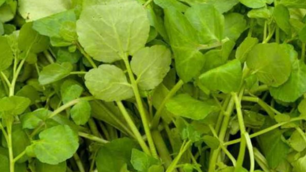 Foto - Araştırmalar sonucu ortaya çıktı! İşte dünyanın en sağlıklı sebzesi