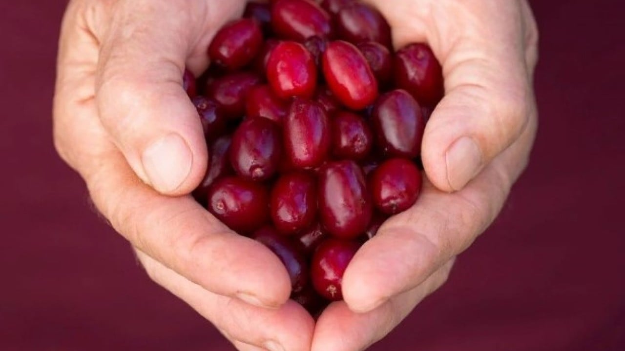 Foto - Araştırmalar sonucu ortaya çıktı! İşte karaciğer sağlığını destekleyen 6 besin