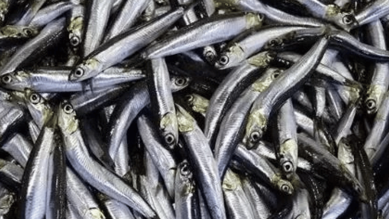 Foto - Araştırmalar söylüyor: Kalbi koruyor, beyni güçlendiriyor: Sofranın en ucuzu, sağlığın en güçlüsü