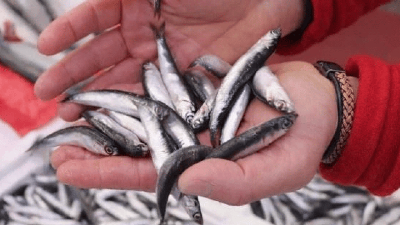 Foto - Araştırmalar söylüyor: Kalbi koruyor, beyni güçlendiriyor: Sofranın en ucuzu, sağlığın en güçlüsü