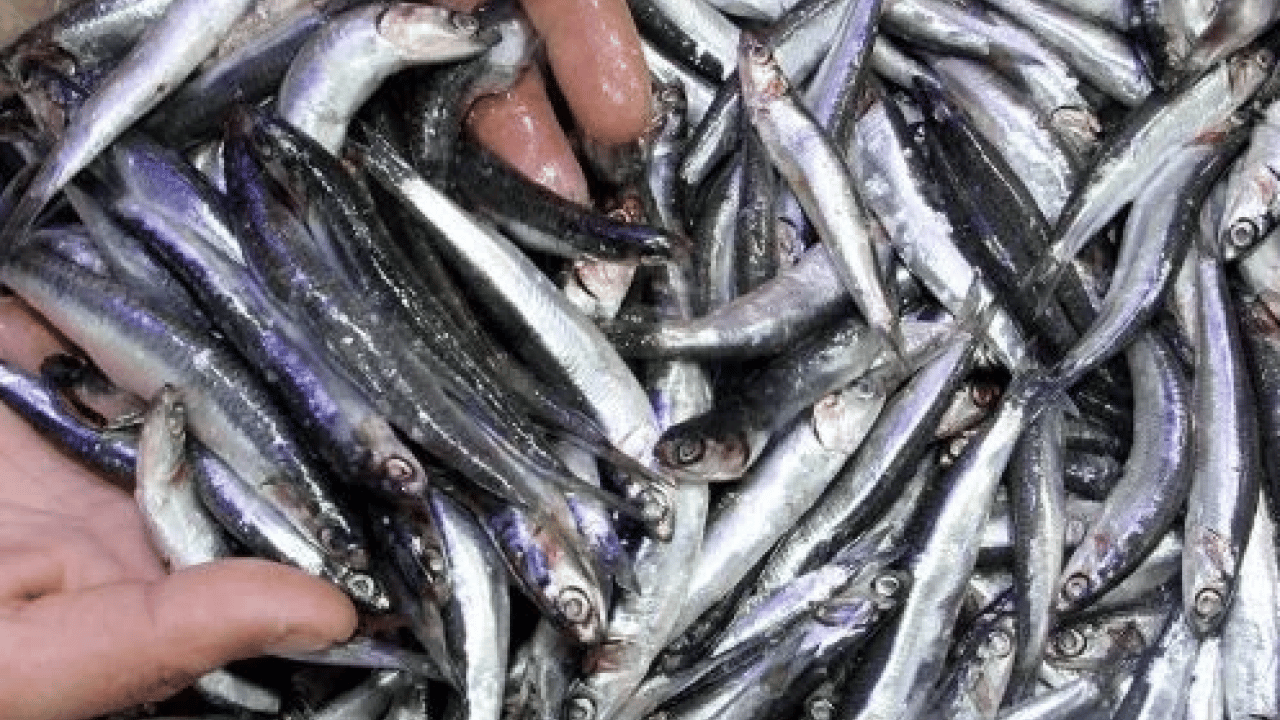 Foto - Araştırmalar söylüyor: Kalbi koruyor, beyni güçlendiriyor: Sofranın en ucuzu, sağlığın en güçlüsü