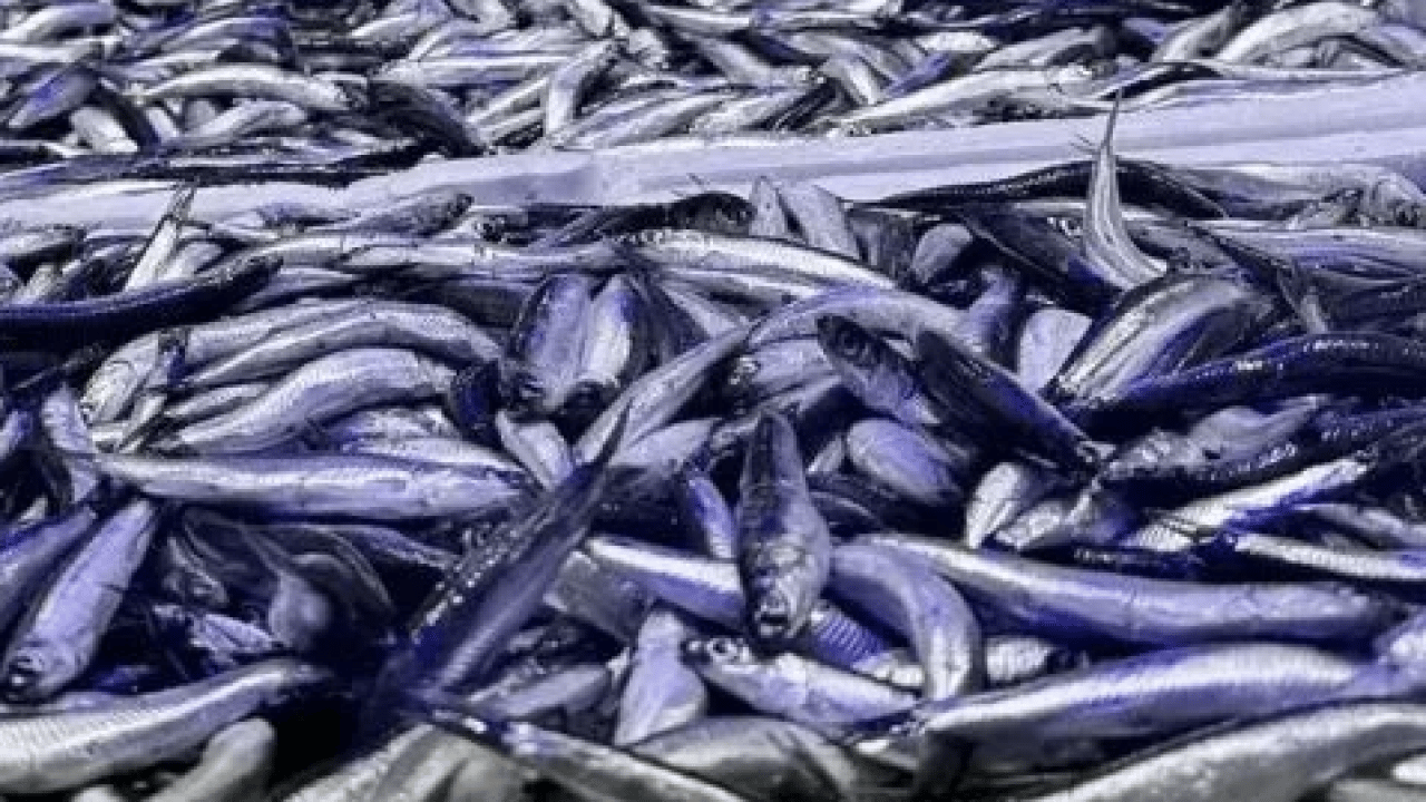 Foto - Araştırmalar söylüyor: Kalbi koruyor, beyni güçlendiriyor: Sofranın en ucuzu, sağlığın en güçlüsü