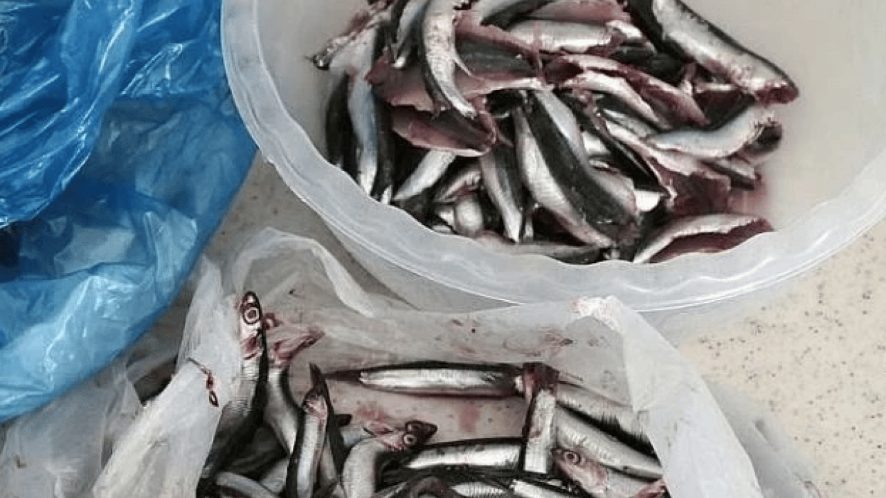 Foto - Araştırmalar söylüyor: Kalbi koruyor, beyni güçlendiriyor: Sofranın en ucuzu, sağlığın en güçlüsü