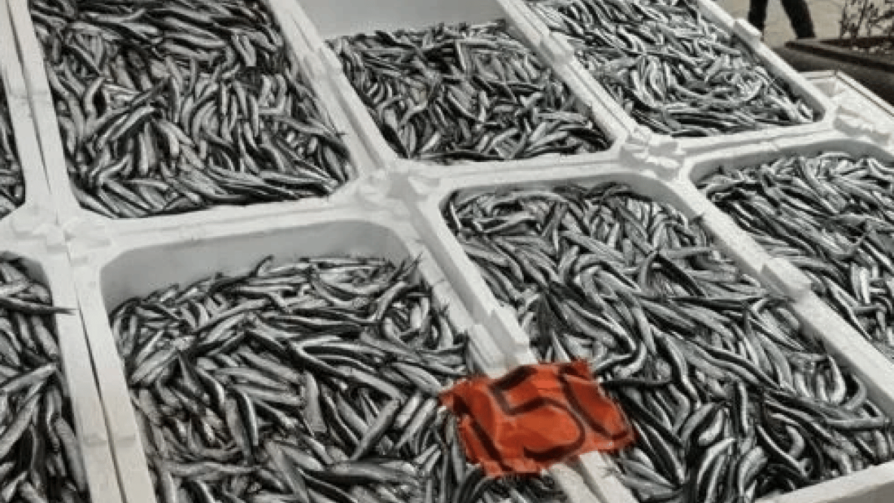 Foto - Araştırmalar söylüyor: Kalbi koruyor, beyni güçlendiriyor: Sofranın en ucuzu, sağlığın en güçlüsü