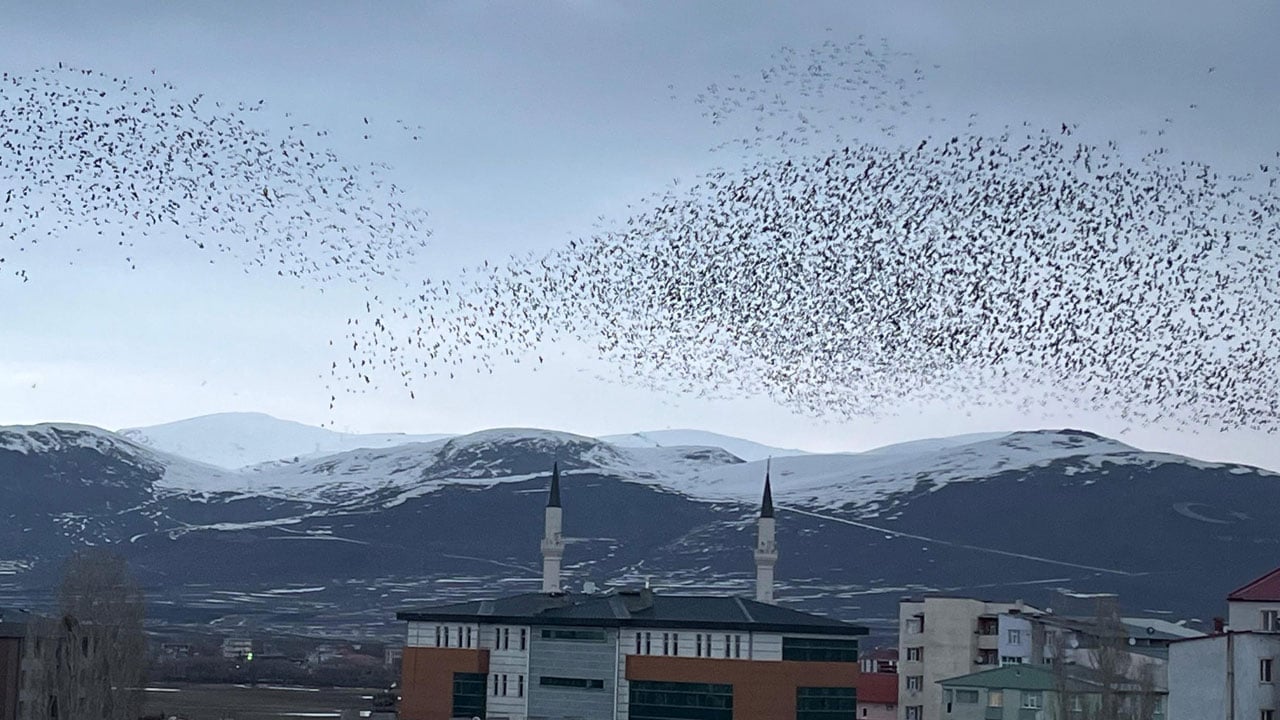 Foto - Ardahan semalarında karga istilası! Binlercesi gökyüzünü siyaha bürüdü
