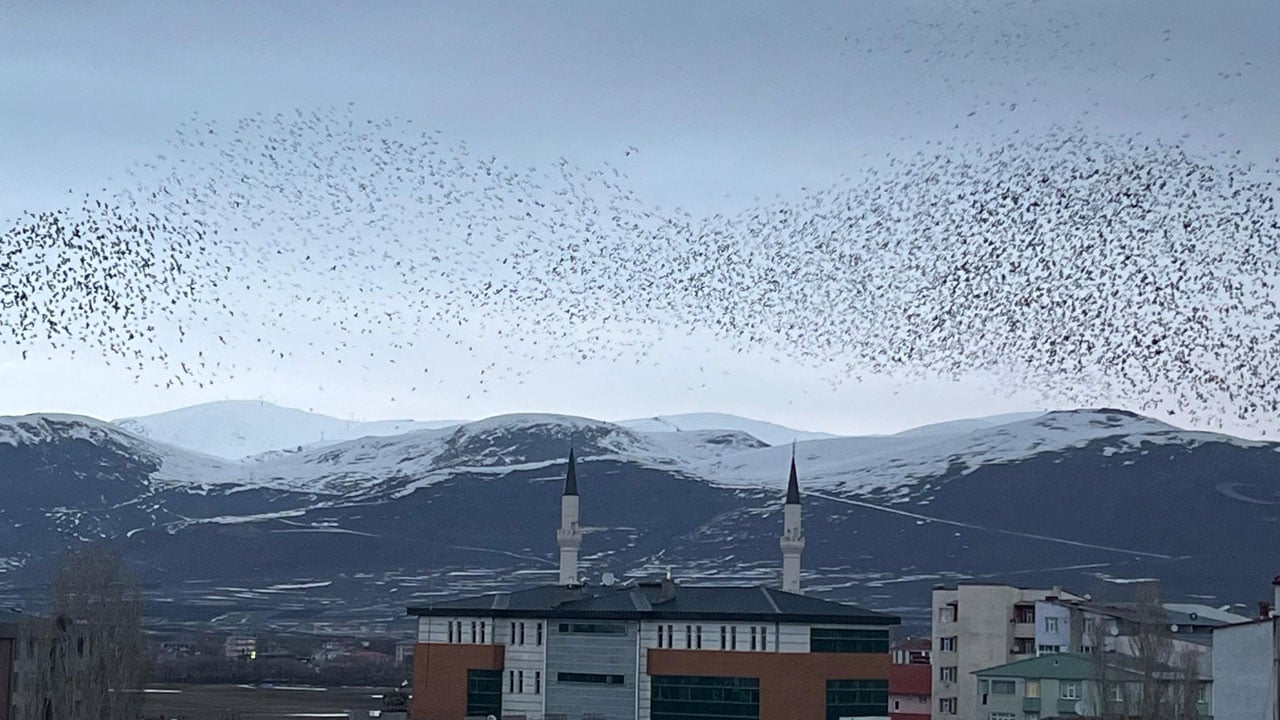 Foto - Ardahan semalarında karga istilası! Binlercesi gökyüzünü siyaha bürüdü