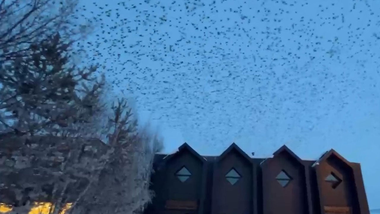 Foto - Ardahan semalarında karga istilası! Binlercesi gökyüzünü siyaha bürüdü