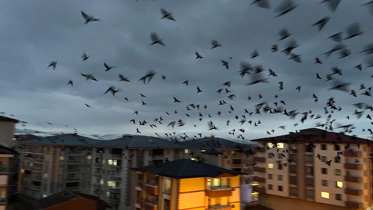 Foto - Ardahan semalarında karga istilası! Binlercesi gökyüzünü siyaha bürüdü