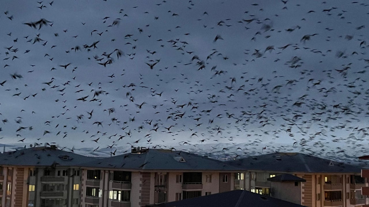 Ardahan semalarında karga istilası! Binlercesi gökyüzünü siyaha bürüdü