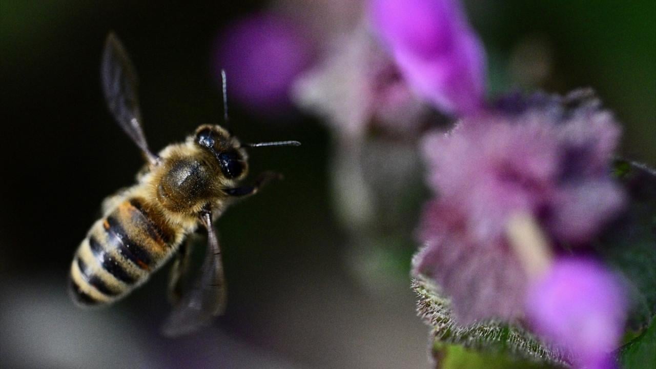 Foto - Arılar ile ilgili gerçek ortaya çıktı! Meğer küresel ısınma değilmiş