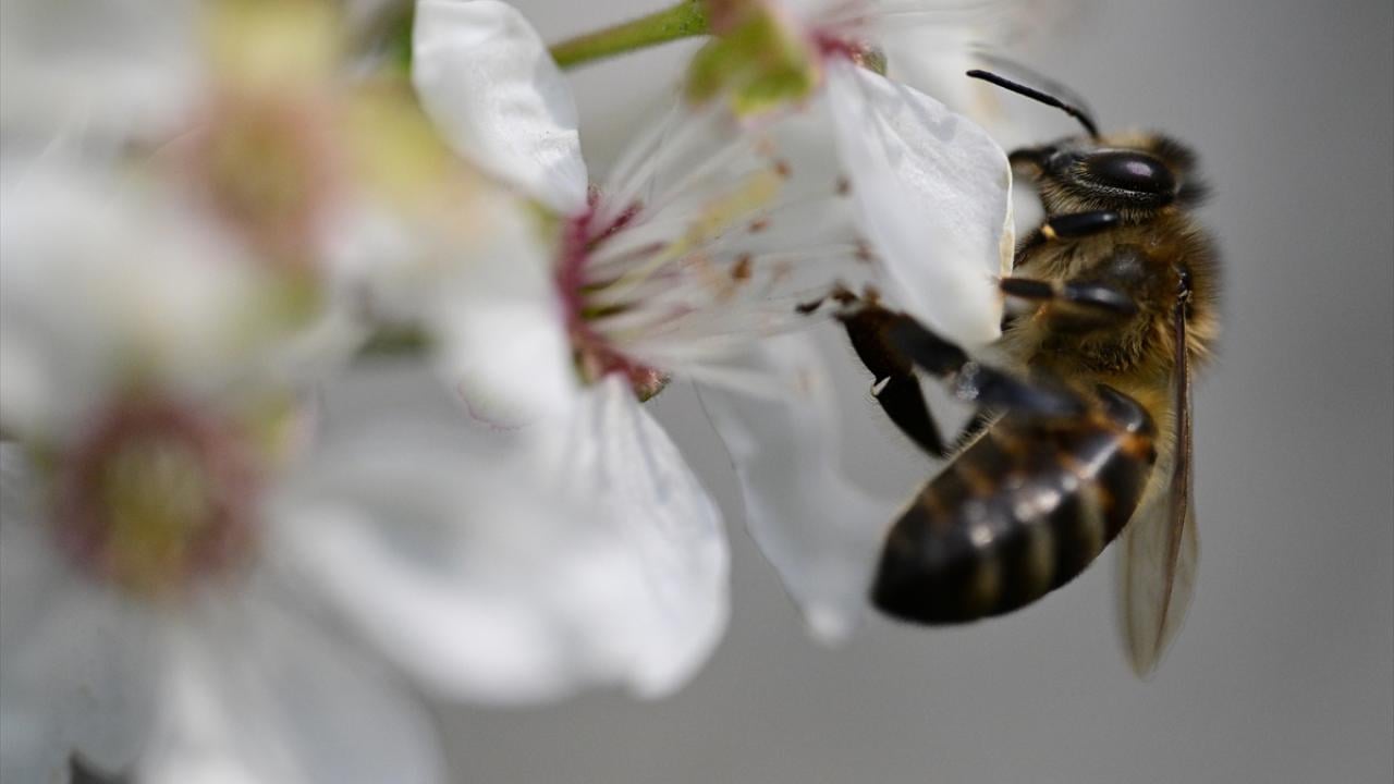 Foto - Arılar ile ilgili gerçek ortaya çıktı! Meğer küresel ısınma değilmiş