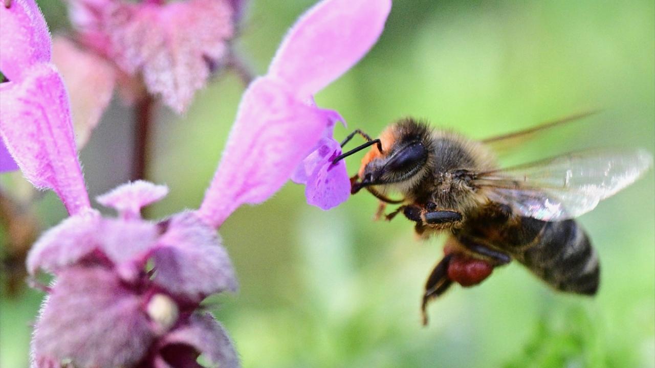 Foto - Arılar ile ilgili gerçek ortaya çıktı! Meğer küresel ısınma değilmiş
