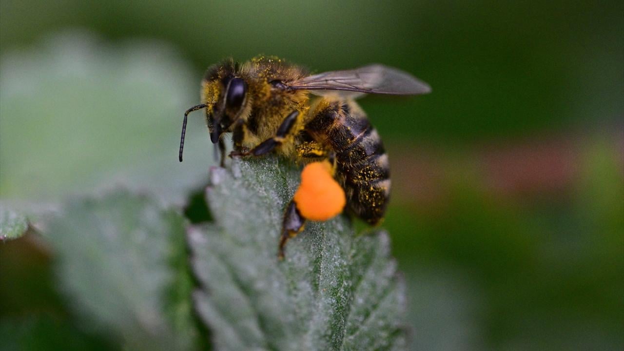 Arılar ile ilgili gerçek ortaya çıktı! Meğer küresel ısınma değilmiş