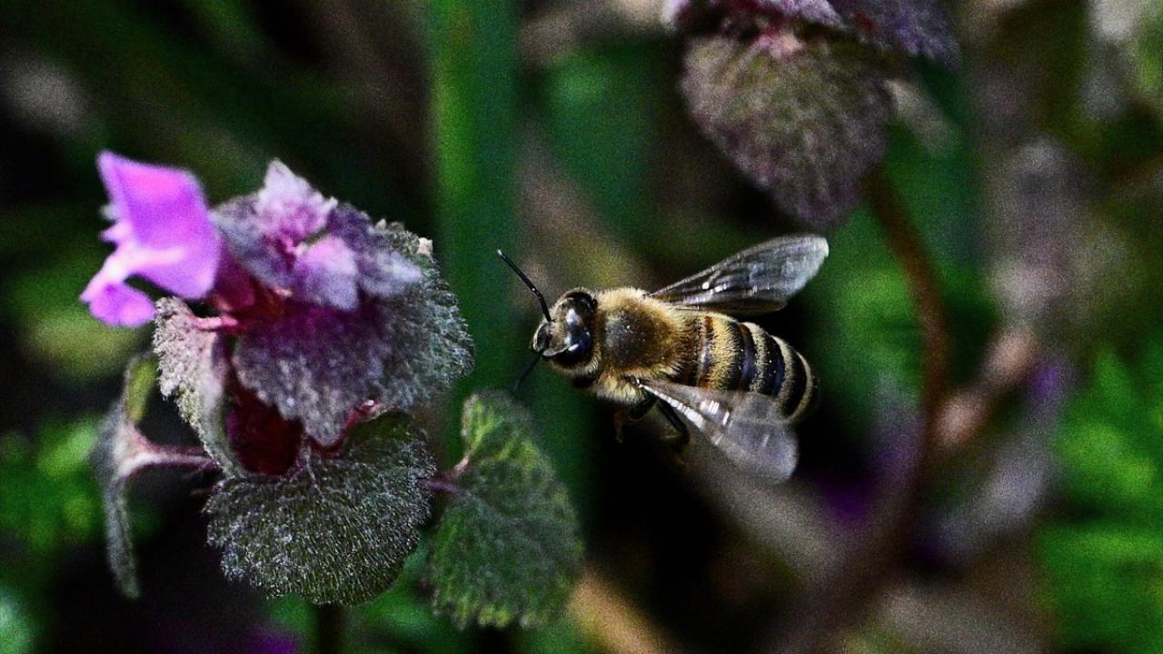 Foto - Arılar ile ilgili gerçek ortaya çıktı! Meğer küresel ısınma değilmiş